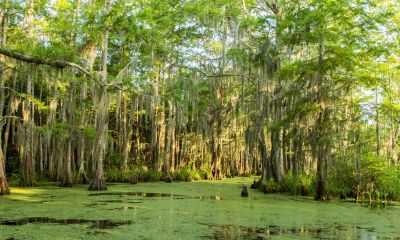 the honey island swamp monster