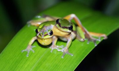 City In India Married Two Frogs to Bring Rain