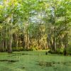 the honey island swamp monster