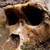 Coyote Peterson Announces 'Bigfoot' Skull Discovery