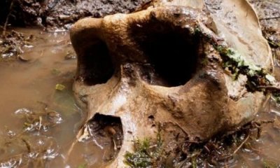 Coyote Peterson Announces 'Bigfoot' Skull Discovery